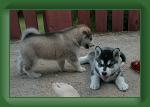 6_weeks_6 * 976 x 654 * (289KB)