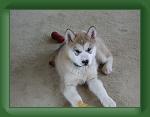 020503_Beau_11_weeks * 2048 x 1536 * (896KB)