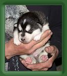 040412_blackie_b * 463 x 530 * (22KB)