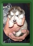 040412_muffin_b * 361 x 530 * (18KB)