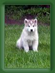 20050530_Donald1 * 363 x 500 * (20KB)