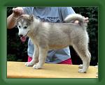 Daffy_10wks * 500 x 396 * (19KB)