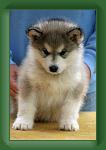 090503_GreyBoy_2 * 500 x 752 * (60KB)