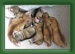 Puppies_Day6 * 500 x 341 * (37KB)