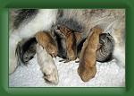 Skye_puppies_3 * 500 x 337 * (47KB)