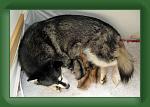 Skye_puppies_6 * 500 x 337 * (40KB)