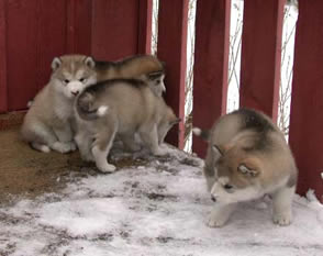 puppies