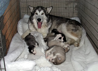 puppies