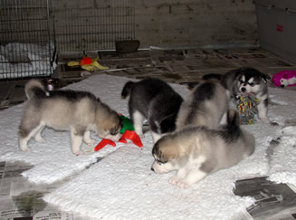 puppies