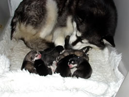 puppies