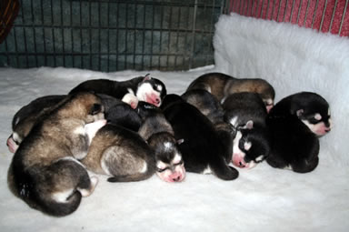 puppies