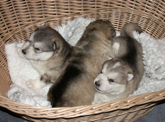 puppies