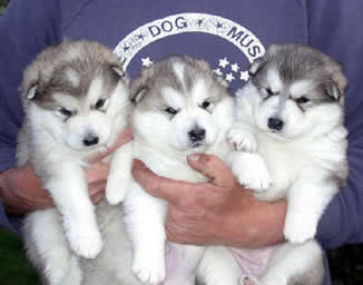 puppies