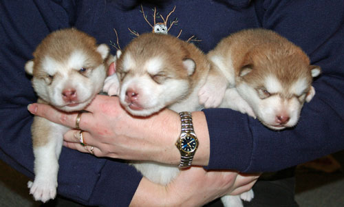 three reds