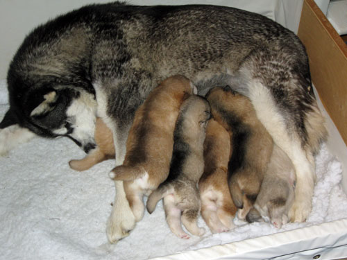 Skye and puppies 3 weeks