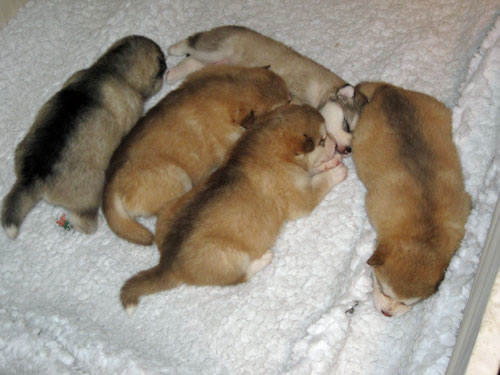 Puppies