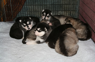 puppies