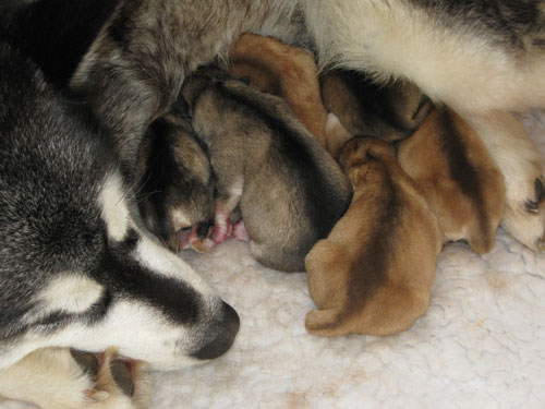 Skye and puppies
