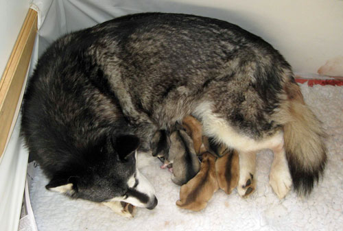 Skye with puppies