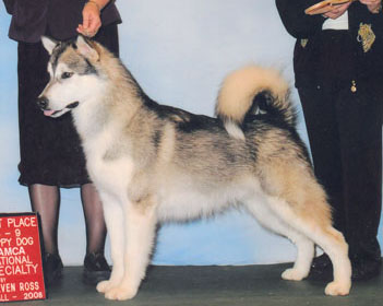 Tycho
