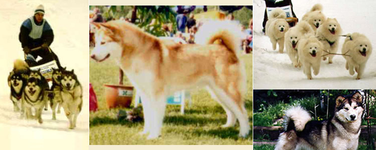 jari's dogs