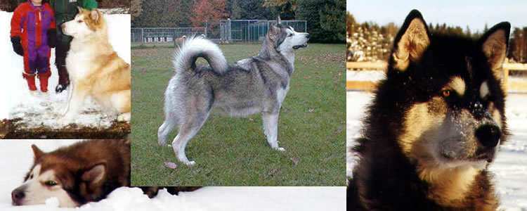 karyn's dogs