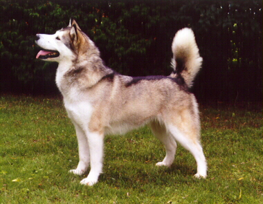 Lilli