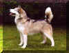 lilli