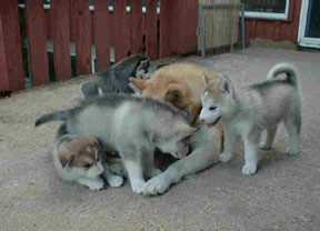 puppies