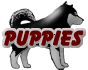 Puppies