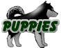 Puppies