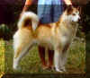Siru