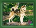 Astra * (31 Slides)