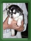 040416_2_weeks * 1376 x 1876 * (802KB)