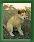 keema12wks2 * 727 x 920 * (377KB)