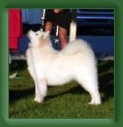 puppy_best_in_show_competition * 539 x 554 * (53KB)