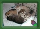 Puppies_2000 * (77 Slides)