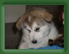 040516_Percy * 1280 x 960 * (440KB)